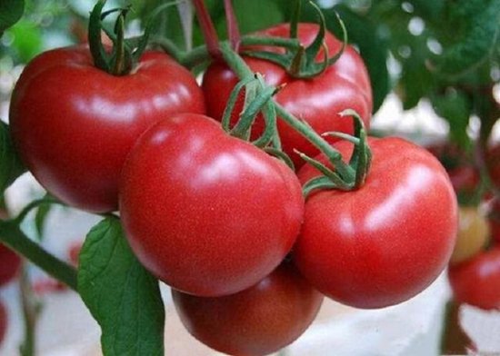 <em>种植西红柿</em>，覆膜种和栽种哪个好？跟着老柿农种就知道哪个才...