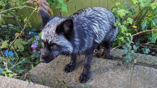 英国捕获罕见银狐 曾因特殊毛色成流行宠物