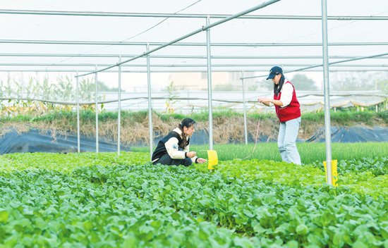 美兰蔬菜科技小院助农科学种田