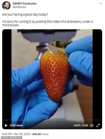未清洗的草莓隐藏着螨虫！专家说食用这些虫子并没<em>有什么害处</em>