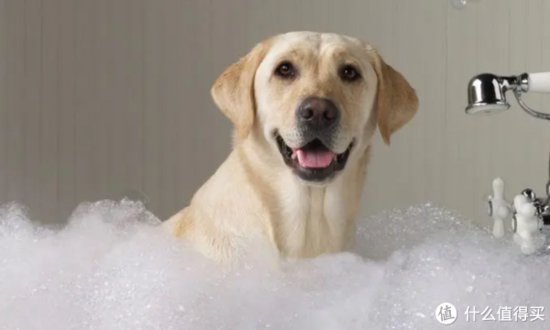 <em>如何给狗狗</em>洗澡？很简单5步曲，你学会了吗？