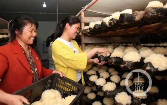 当初村民借钱助她返乡创业 如今她的蘑菇“伞”下有351个建卡...