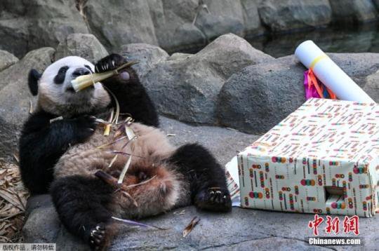 旅新大熊猫叻叻两岁了！即将离开妈妈独立生活