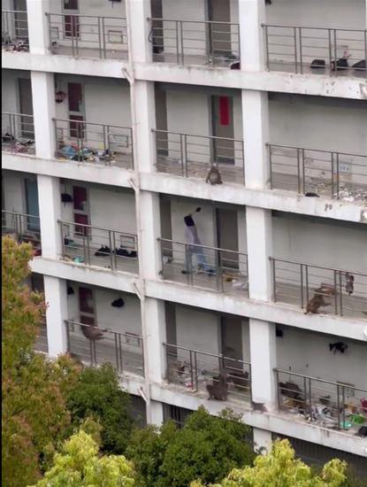 野生猴群闯入苏州一大学宿舍“捣蛋”，校方回应