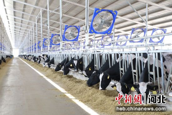 河北蠡县<em>家庭</em>牧场项目投产 预计年产合格鲜牛奶2.3万吨
