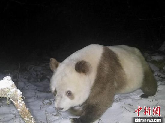 陕西长青国家级自然保护区时隔6年再拍到棕色<em>大熊猫</em>