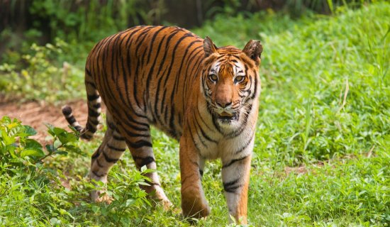 印度野生虎数量4年间增长33%，为何印度在老虎保护上如此出众？