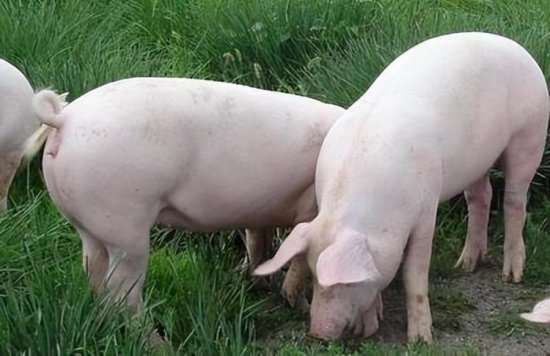 猪价喜迎“转机”！猪肉收储利好影响下降，3月走势如何？