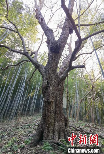 40个树种入选南京“树王”：树龄<em>最老的</em>已超过1500岁