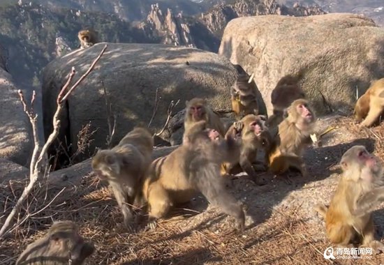 青岛崂山有猴群出没 目测40余只仿佛在花果山