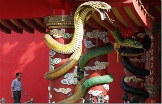 全球“最毒”寺庙，寺庙爬满毒蛇，历时百年不曾咬人，有佛性了...