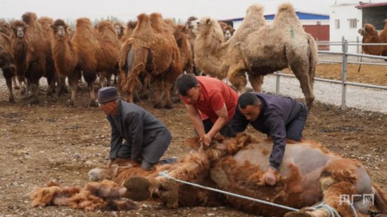 乡村振兴“新”面貌丨特色养殖促增收 骆驼迎来采绒高峰期