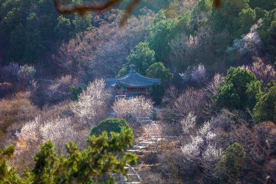 香山公园春季游园会今日开启，重点推荐这三条踏青路线