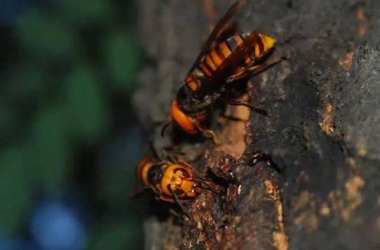 被称作“<em>蜜蜂</em>天敌”<em>的胡蜂</em>，毒性比<em>蜜蜂</em>强7倍，为何却有人养殖？