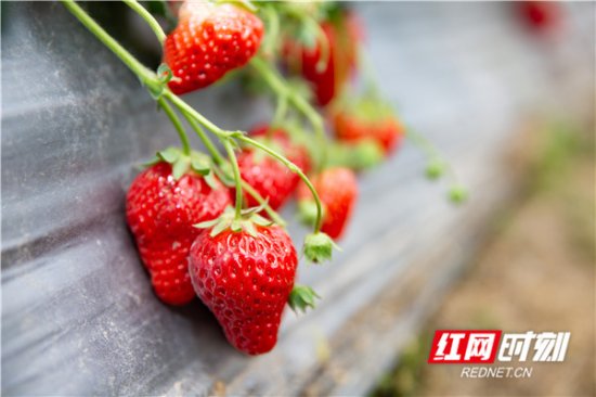 郴州北湖：线上团购 幸福“莓”好