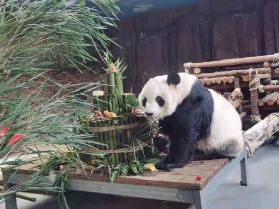 100名小朋友一起为东莞香市动物园大熊猫庆生