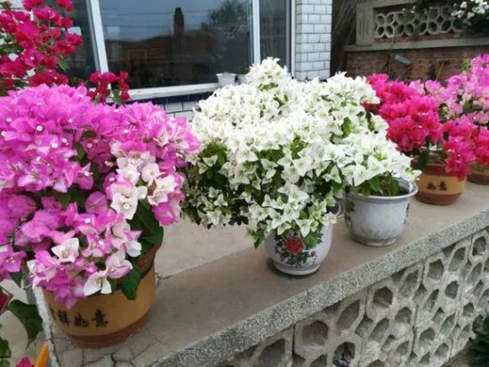 7种冬天开花<em>的室内植物</em>，寒冬也可以在家赏花