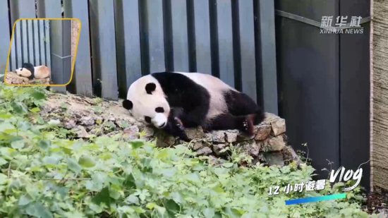 12小时避暑Vlog之（一）：2.5元就能看大熊猫的公园<em>哪里找</em>？-...