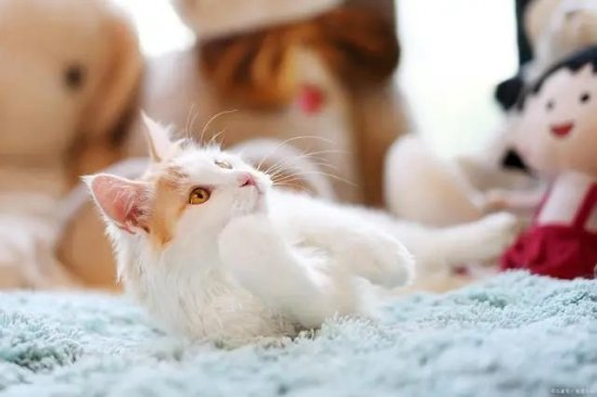 猫咪脚脚<em>开花是什么意思</em>？原来有安全感的猫咪，竟是这么可爱！