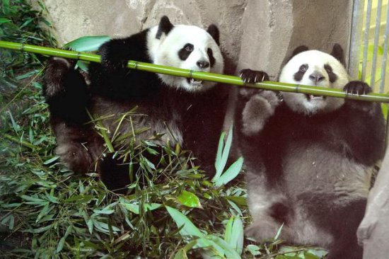 旅法大熊猫幼仔“圆梦”7月25日回国，多图回忆五年美好点滴