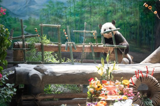 厦门集美：15个海峡两岸亲子家庭为大熊猫庆生