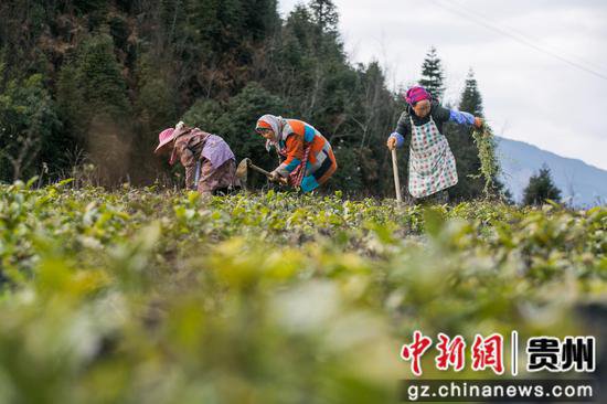 贵州纳雍：神箐大山的15年“逐绿”之旅