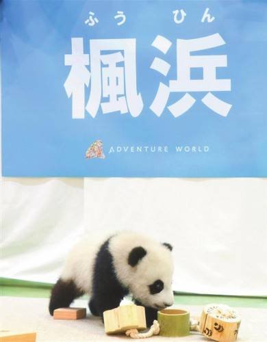 日本网民11<em>万</em>封邮件为去年在日诞生的大熊猫<em>取名</em>