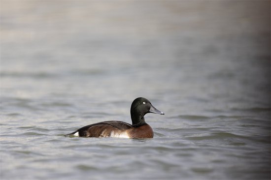 青海首次影像记录到国家一级保护鸟类青头潜鸭