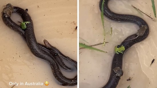 澳大利亚昆士兰州遭遇洪水 网友拍到老鼠和青蛙爬上蛇身躲避灾害