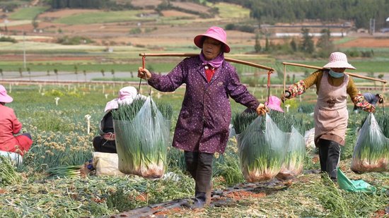 上海人初春的葱油面，有一口新鲜来自5000里外的云南