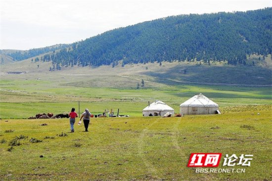 走进新疆阿勒泰夏牧场，在旷野中感受自由牧歌的魅力