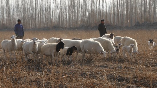 新疆和硕：多胎湖羊尝试养 庭院冬来喜接羔