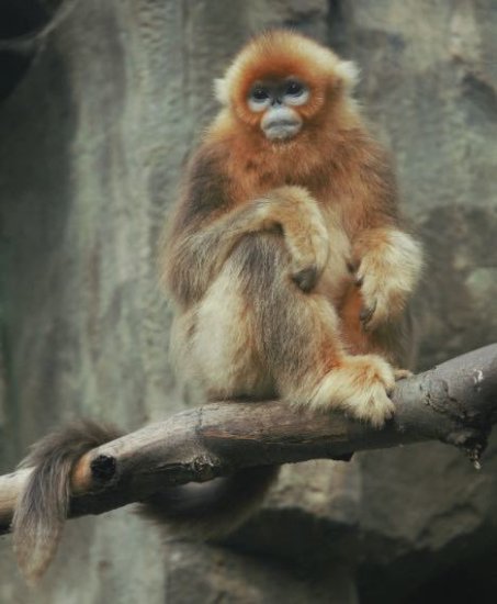 非常有爱！武汉动物园5只金丝猴有了霸气的名字