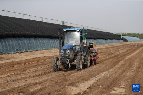 辽宁阜新:玉米密植助力防沙治沙