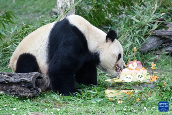 马德里动物园欢送大熊猫“冰星”和“花<em>嘴巴</em>”一家