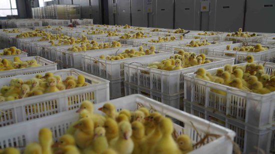 舒兰市：鹅雏破壳而出 助力鹅产业发展