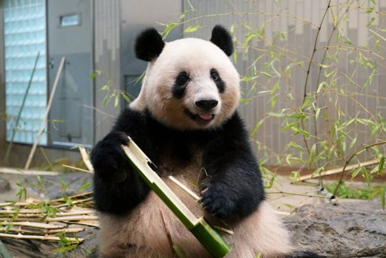 玩耍时用力过猛 上野动物园大熊猫“<em>香香</em>”损坏馆内设施