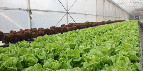 大棚蔬菜<em>种植</em>技术：湿度对蔬菜生长发育的影响