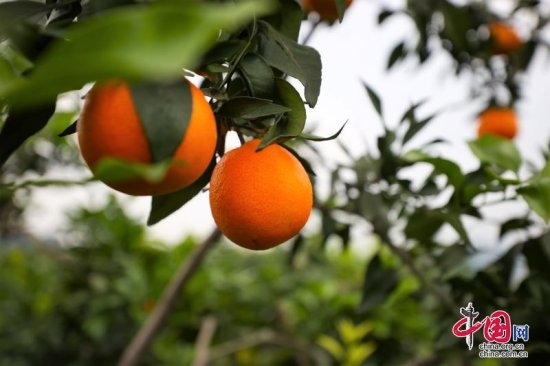 宜宾翠屏：用时间抢“新鲜” 让柑橘成为致富“小金果”