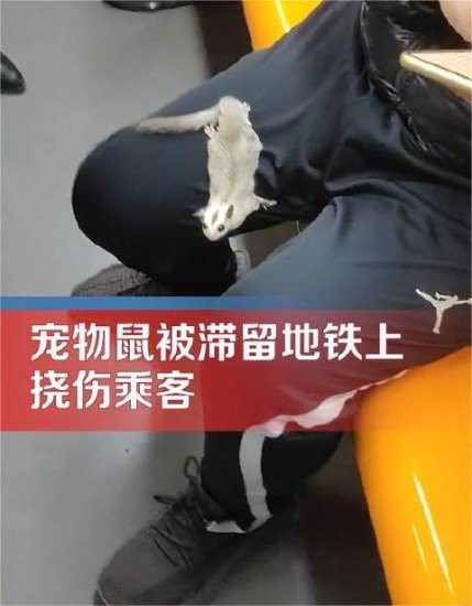 <em>宠物鼠</em>被滞留地铁上挠伤乘客，拍摄者：偷溜出来的，主人下车了