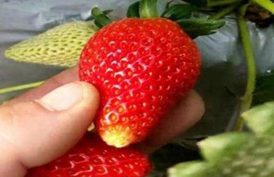 <em>草莓</em>，如何科学地给予肥水呢，肥水不当有<em>什么</em>危害？