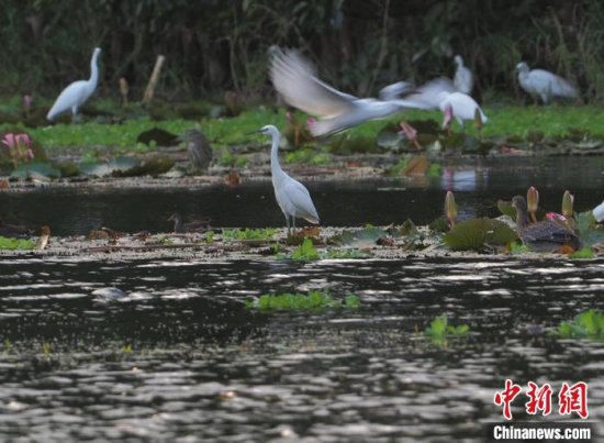 广州自然保护地近11万公顷 生物多样性保护见效