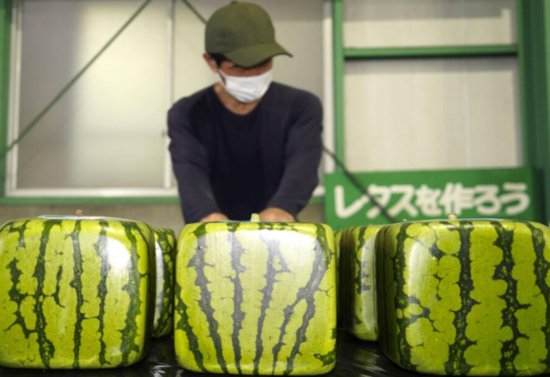日本开售方形西瓜：不能吃只能观赏 每只<em>卖</em>500元