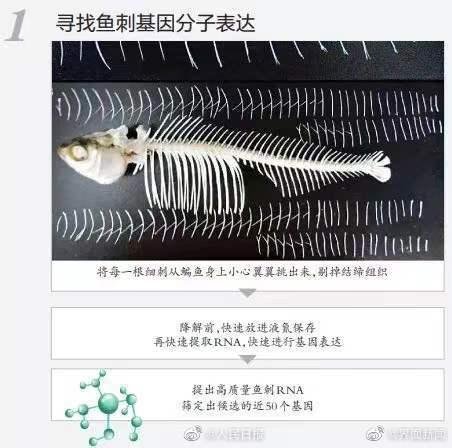 <em>无刺鱼</em>有望成现实！华中农大团队找到控制鱼刺基因