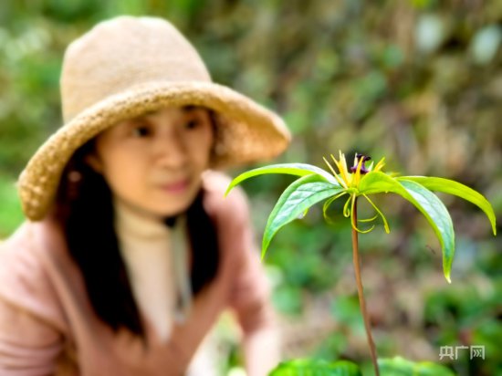 江西发现国家二级保护野生植物七叶一枝花
