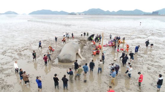 4月20日5点30分救援成功，象山搁浅<em>鲸鱼</em>“回家”咯！