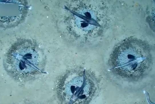 <em>排列规律</em>、75厘米宽 数千鱼类巢穴隐藏南极冰层深处