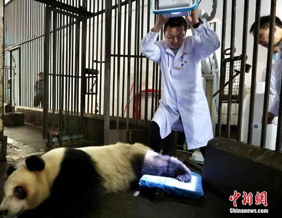 大熊猫软组织损伤 重庆动物园借助园外<em>医疗设备</em>联合医疗专家会诊