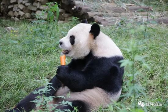 国际熊猫日，祝“熊孩子”们节日快乐！一起来看看佛坪的熊猫吧...