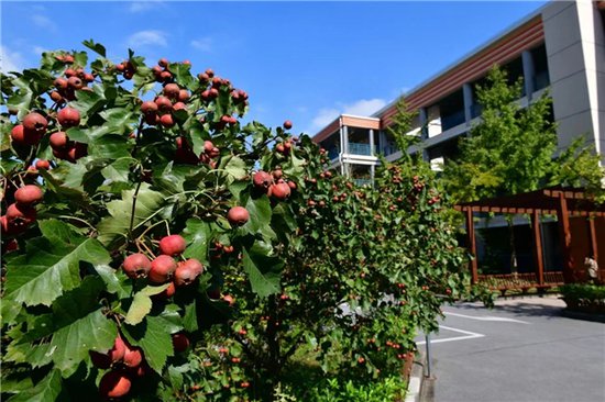 闵行这所小学有特色，孩子和果树同成长